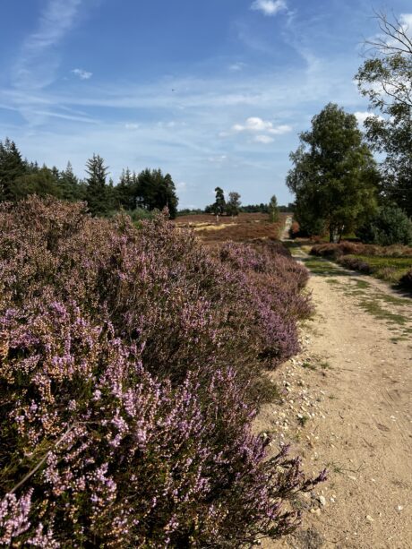 Gelukkig Najaar Gewenst: De Perfecte Tijd voor Nieuwe Voornemens