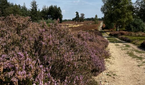 Gelukkig Najaar Gewenst: De Perfecte Tijd voor Nieuwe Voornemens